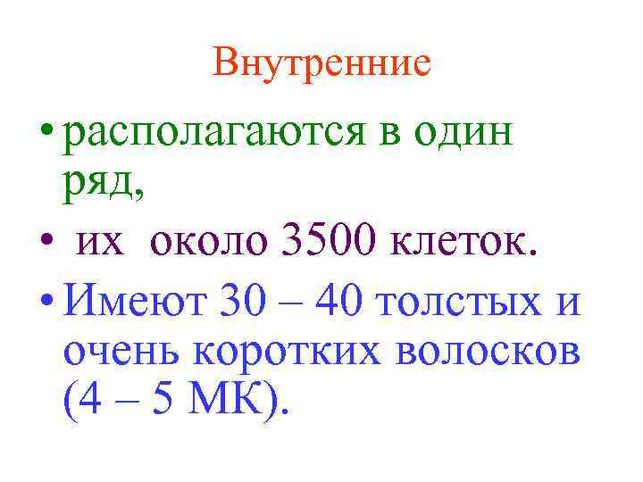 Внутренние • располагаются в один ряд, • их около 3500 клеток. • Имеют 30
