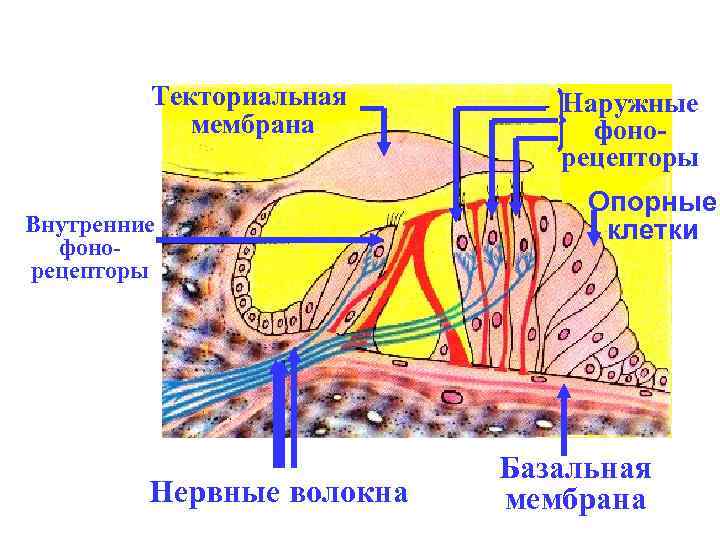 Текториальная мембрана Внутренние фонорецепторы Нервные волокна Наружные фонорецепторы Опорные клетки Базальная мембрана 