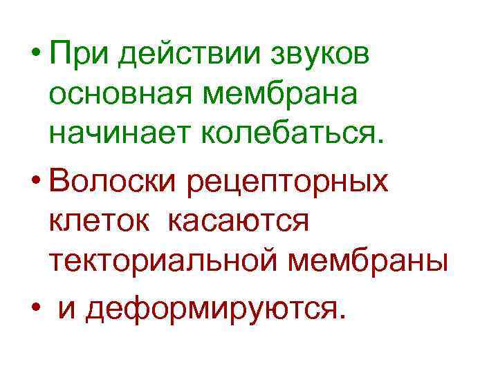  • При действии звуков основная мембрана начинает колебаться. • Волоски рецепторных клеток касаются