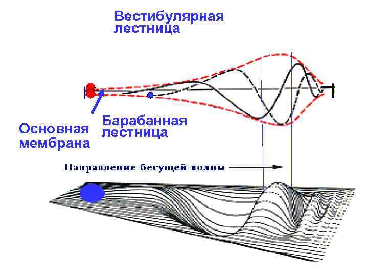 Вестибулярная лестница Барабанная Основная лестница мембрана 
