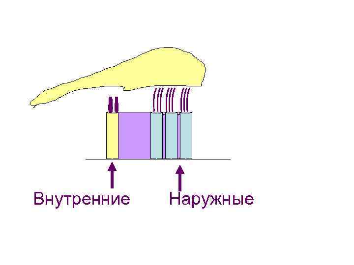 Внутренние Наружные 