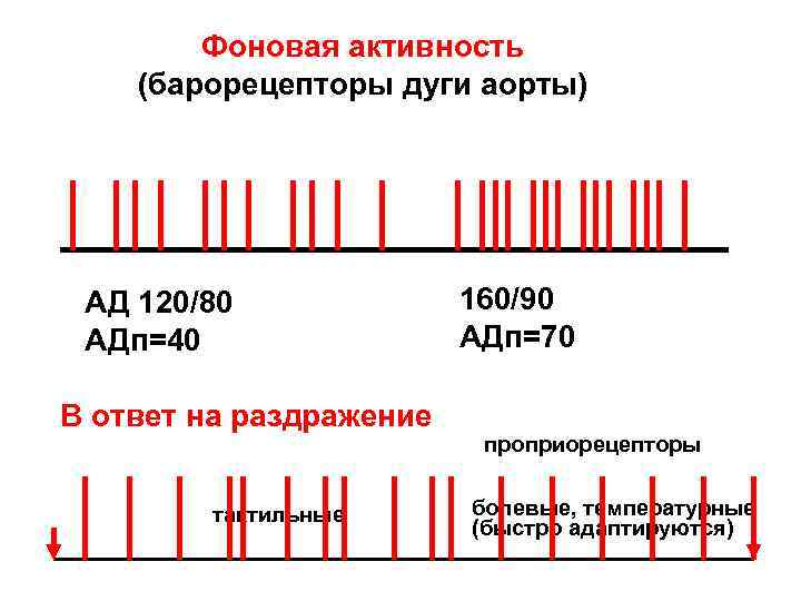 Фоновая активность (барорецепторы дуги аорты) АД 120/80 АДп=40 В ответ на раздражение тактильные 160/90