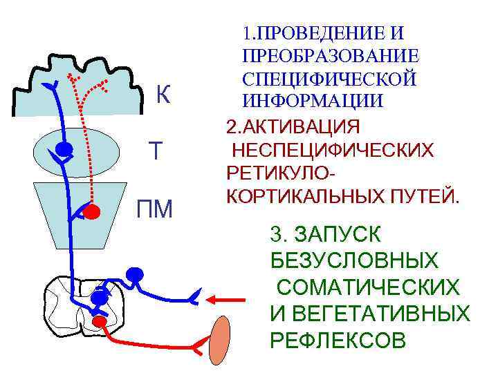 К Т ПМ 1. ПРОВЕДЕНИЕ И ПРЕОБРАЗОВАНИЕ СПЕЦИФИЧЕСКОЙ ИНФОРМАЦИИ 2. АКТИВАЦИЯ НЕСПЕЦИФИЧЕСКИХ РЕТИКУЛОКОРТИКАЛЬНЫХ ПУТЕЙ.