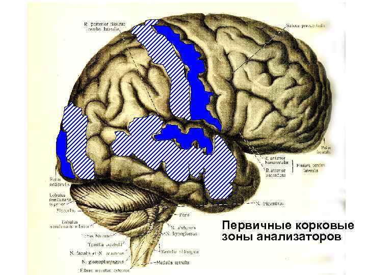 Первичные корковые зоны анализаторов 