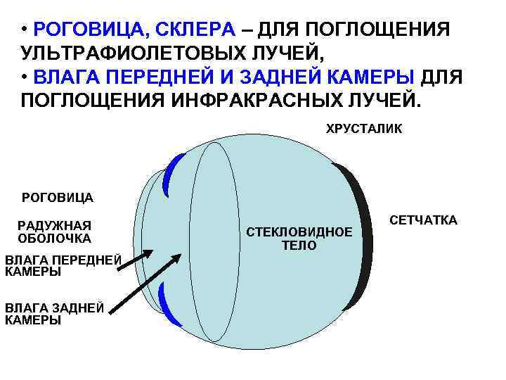  • РОГОВИЦА, СКЛЕРА – ДЛЯ ПОГЛОЩЕНИЯ УЛЬТРАФИОЛЕТОВЫХ ЛУЧЕЙ, • ВЛАГА ПЕРЕДНЕЙ И ЗАДНЕЙ