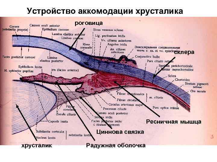 Устройство аккомодации хрусталика роговица склера Ресничная мышца Циннова связка хрусталик Радужная оболочка 