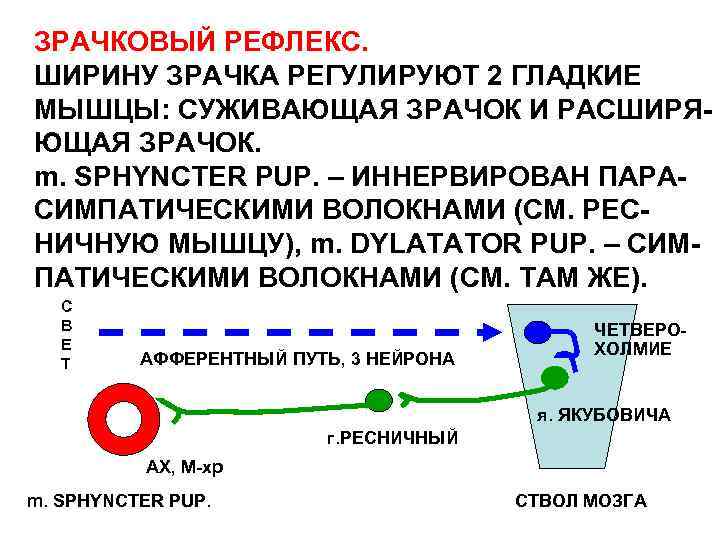 ЗРАЧКОВЫЙ РЕФЛЕКС. ШИРИНУ ЗРАЧКА РЕГУЛИРУЮТ 2 ГЛАДКИЕ МЫШЦЫ: СУЖИВАЮЩАЯ ЗРАЧОК И РАСШИРЯЮЩАЯ ЗРАЧОК. m.