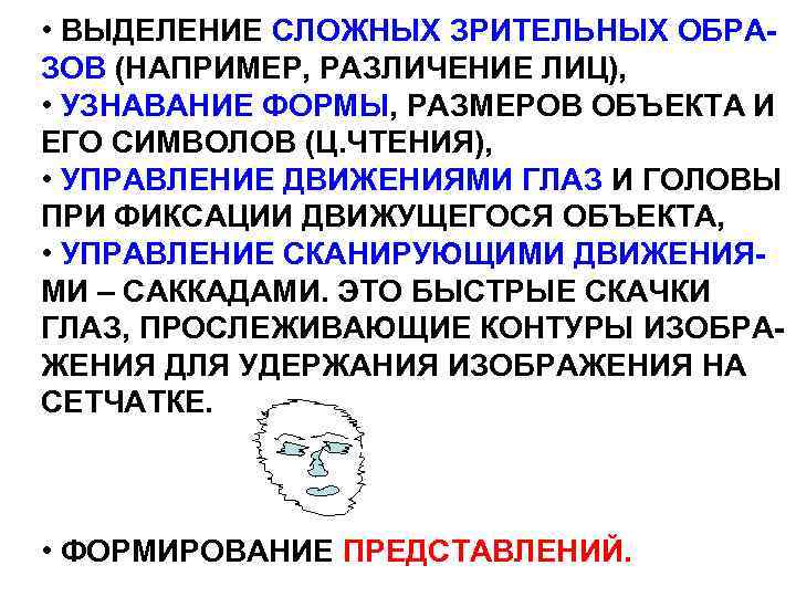  • ВЫДЕЛЕНИЕ СЛОЖНЫХ ЗРИТЕЛЬНЫХ ОБРАЗОВ (НАПРИМЕР, РАЗЛИЧЕНИЕ ЛИЦ), • УЗНАВАНИЕ ФОРМЫ, РАЗМЕРОВ ОБЪЕКТА