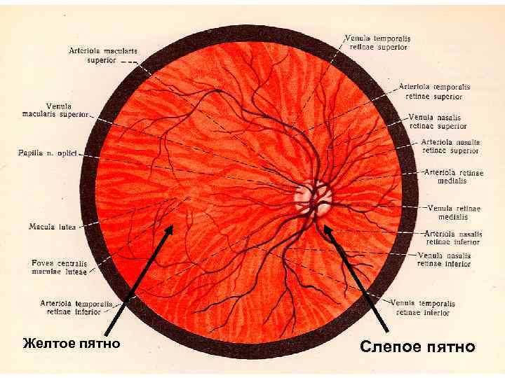 Желтое пятно Слепое пятно 