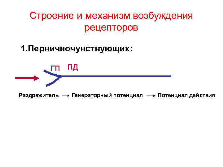 Строение и механизм возбуждения рецепторов 1. Первичночувствующих: ГП Раздражитель ПД Генераторный потенциал Потенциал действия