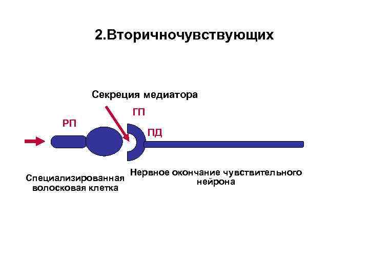 2. Вторичночувствующих Секреция медиатора ГП РП Специализированная волосковая клетка ПД Нервное окончание чувствительного нейрона
