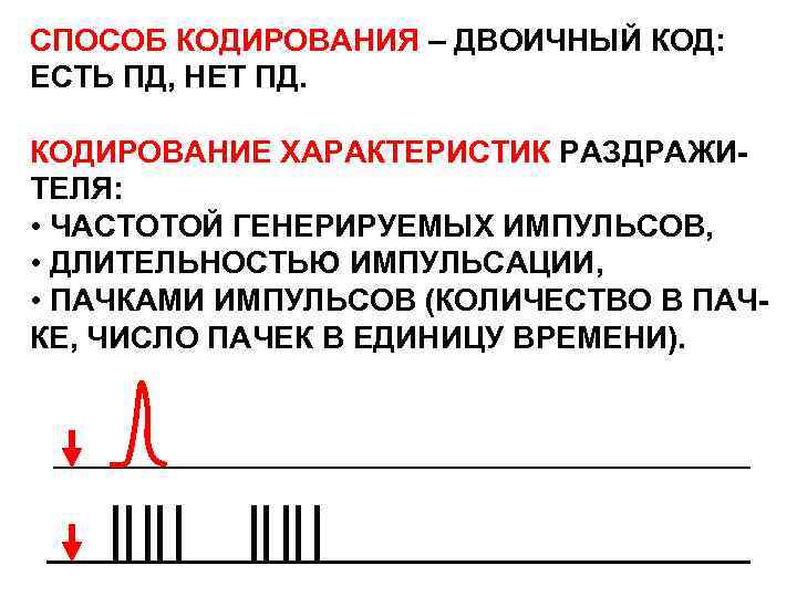 СПОСОБ КОДИРОВАНИЯ – ДВОИЧНЫЙ КОД: ЕСТЬ ПД, НЕТ ПД. КОДИРОВАНИЕ ХАРАКТЕРИСТИК РАЗДРАЖИТЕЛЯ: • ЧАСТОТОЙ