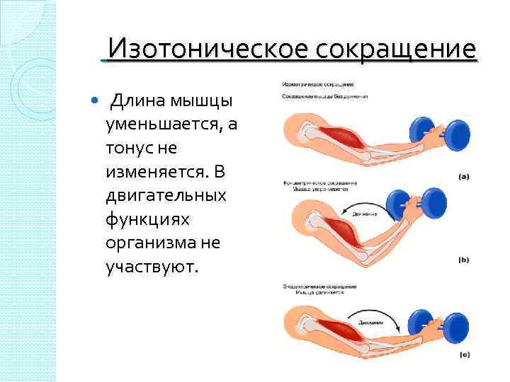  Изотоническое сокращение Длина мышцы уменьшается, а тонус не изменяется. В двигательных функциях организма