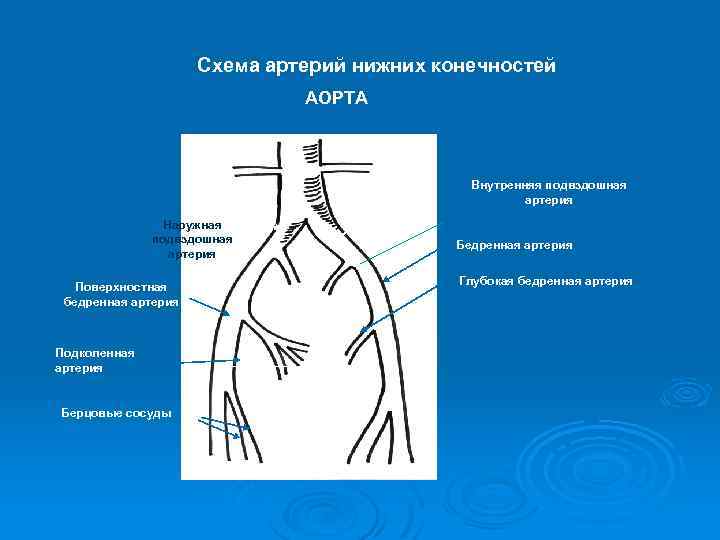Схема артерий нижних конечностей АОРТА Внутренняя подвздошная артерия Наружная подвздошная артерия Поверхностная бедренная артерия