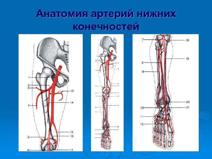 Анатомия артерий нижних конечностей 
