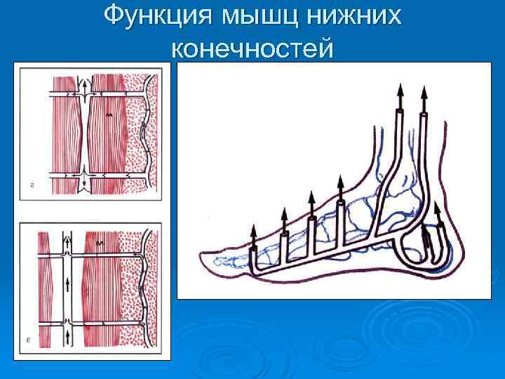 Функция мышц нижних конечностей 