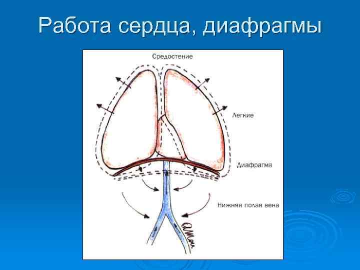 Работа сердца, диафрагмы 