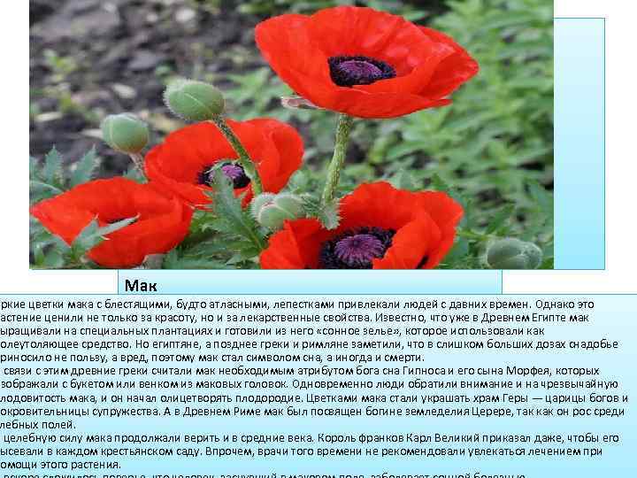 Мак Яркие цветки мака с блестящими, будто атласными, лепестками привлекали людей с давних времен.
