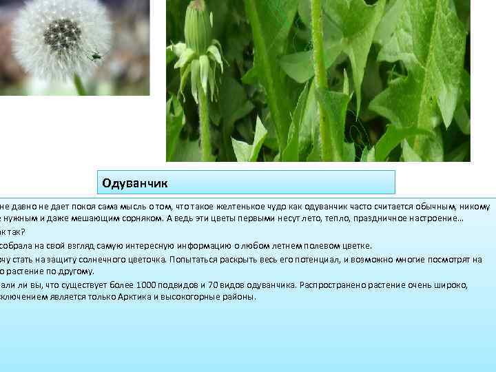 Одуванчик не давно не дает покоя сама мысль о том, что такое желтенькое чудо