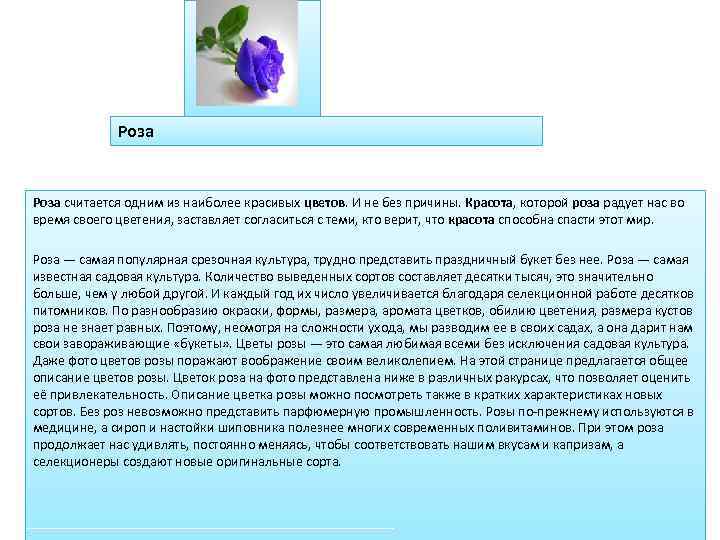 Роза считается одним из наиболее красивых цветов. И не без причины. Красота, которой роза