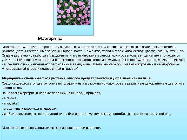 Маргаритка - многолетние растение, входит в семейство астровых. На фото маргаритка это маленькие цветочки