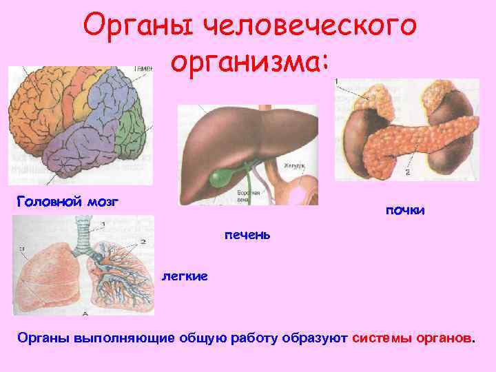 Органы человеческого организма: Головной мозг почки печень легкие Органы выполняющие общую работу образуют системы