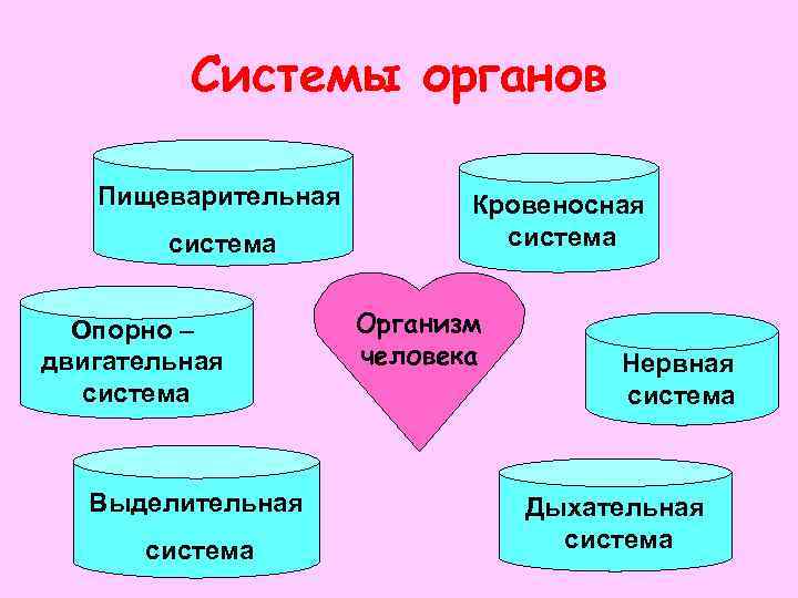 Системы органов Пищеварительная система Опорно – двигательная система Выделительная система Кровеносная система Организм человека