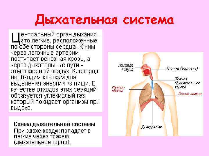 Дыхательная система 