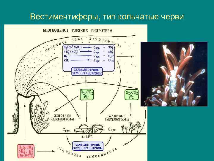Вестиментиферы, тип кольчатые черви 