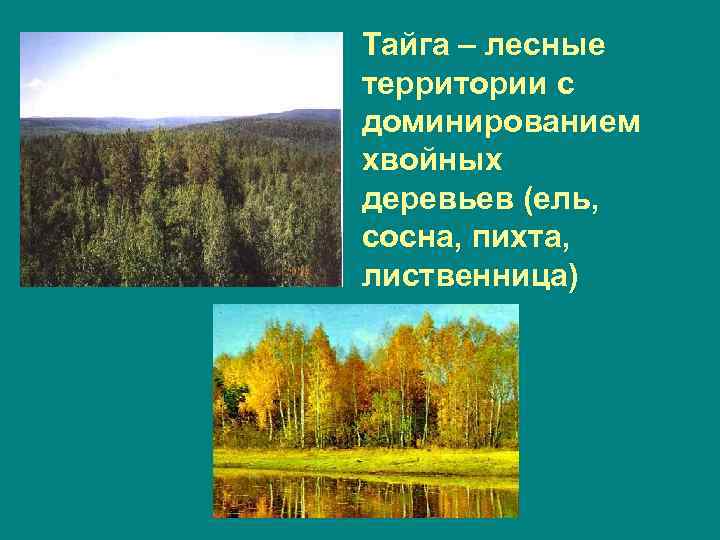 Тайга – лесные территории с доминированием хвойных деревьев (ель, сосна, пихта, лиственница) 