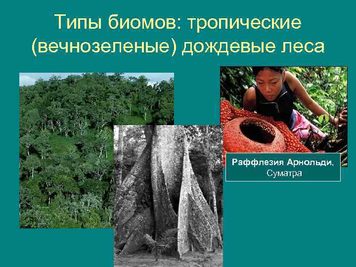 Типы биомов: тропические (вечнозеленые) дождевые леса Раффлезия Арнольди, Суматра 