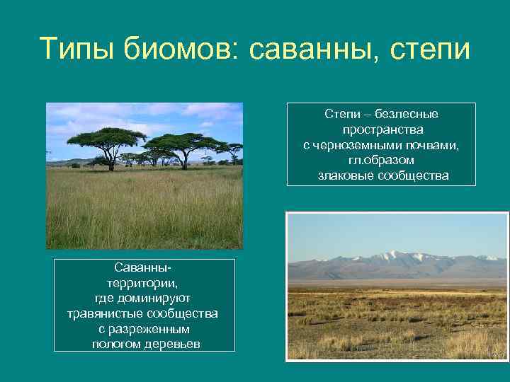 Природные зоны тайга саванна. Саванна описание природной зоны. Зона саванн характеристика. Степи и саванны природная зона. Характеристика саванны.