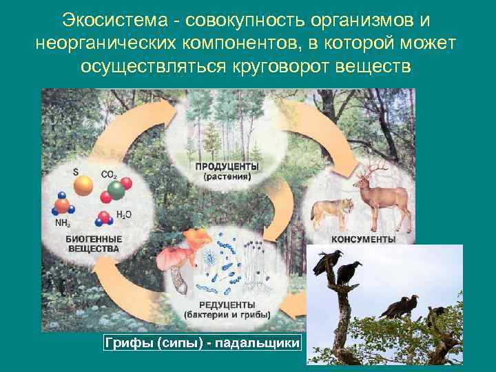 Функция бактерий в биосфере. Круговорот веществ в экосистеме. Роль бактерий в экосистеме. Роль микроорганизмов в экосистеме. Роль микроорганизмов в круговороте веществ в природе.
