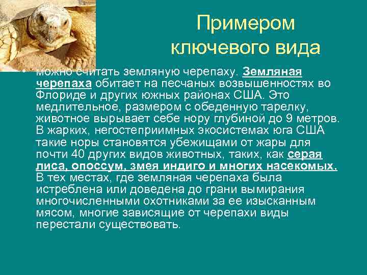 Примером ключевого вида • можно считать земляную черепаху. Земляная черепаха обитает на песчаных возвышенностях