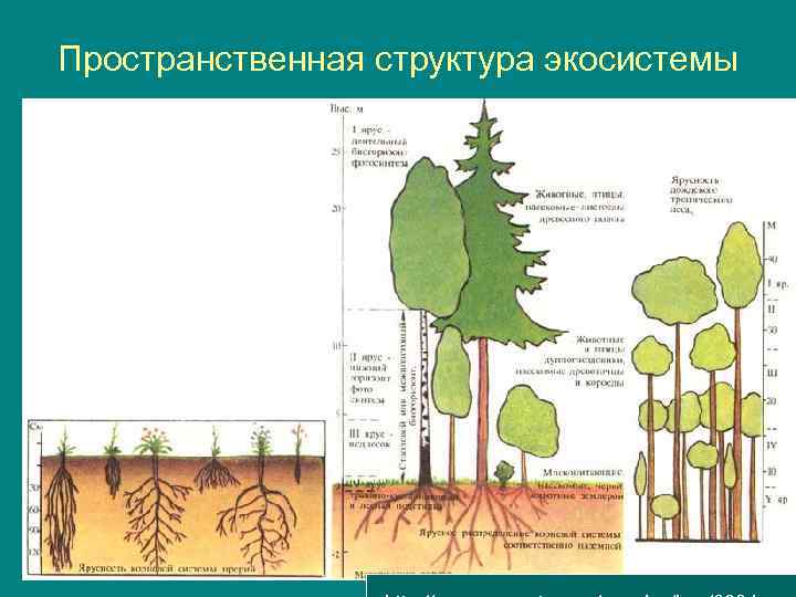 Пространственная структура экосистемы 