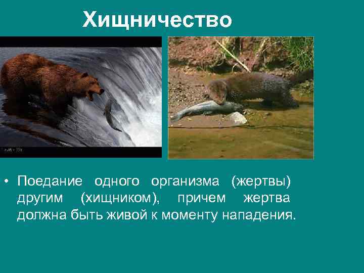 Хищничество • Поедание одного организма (жертвы) другим (хищником), причем жертва должна быть живой к