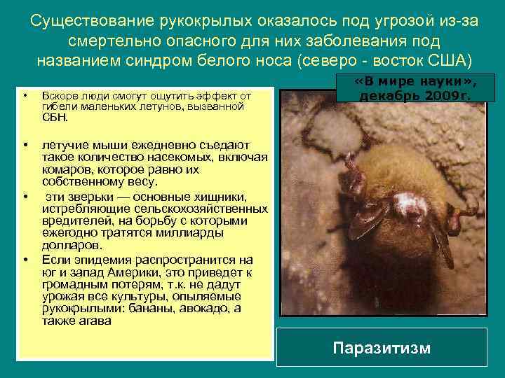 Существование рукокрылых оказалось под угрозой из за смертельно опасного для них заболевания под названием