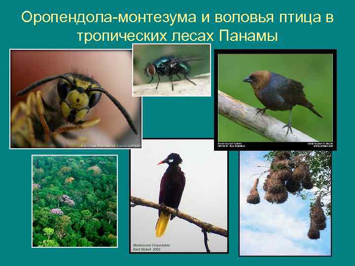 Оропендола монтезума и воловья птица в тропических лесах Панамы 