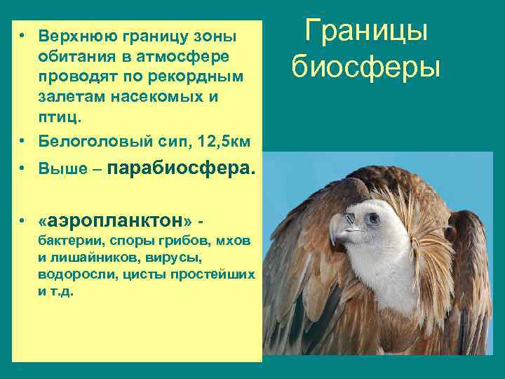  • Верхнюю границу зоны обитания в атмосфере проводят по рекордным залетам насекомых и