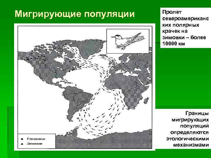 Мигрирующие популяции Пролет североамериканс ких полярных крачек на зимовки – более 10000 км Границы
