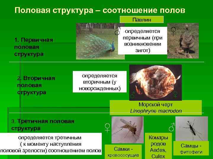 Половая структура – соотношение полов Павлин ♂ 1. Первичная половая структура 2. Вторичная половая