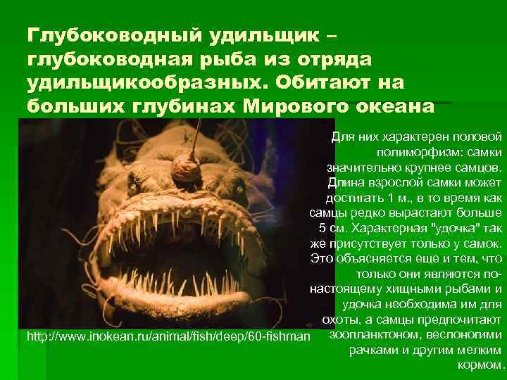 Сравните условия обитания рыб удильщика. Удильщикообразные. Рыба удильщик фото. Вязаный удильщик схема. К какому семейству относятся удильщики.