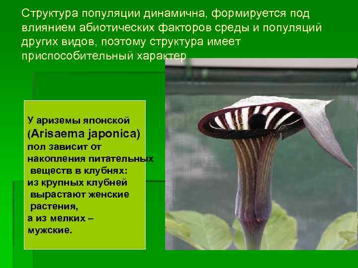 Структура популяции динамична, формируется под влиянием абиотических факторов среды и популяций других видов, поэтому