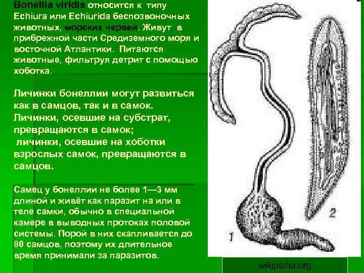 Bonellia viridis относится к типу Echiura или Echiurida беспозвоночных животных, морских червей. Живут в