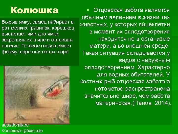 Колюшка § Отцовская забота является обычным явлением в жизни тех Вырыв ямку, самец набирает