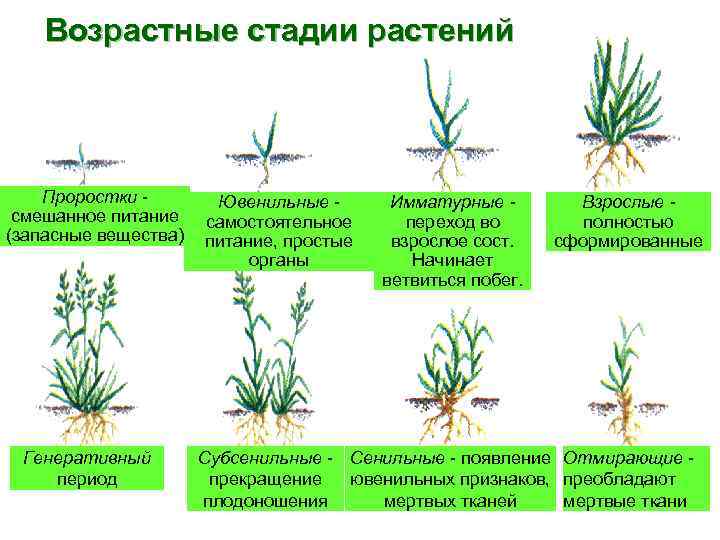 Жизненные стадии растений