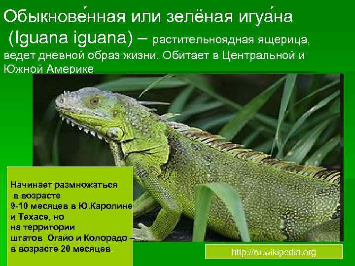 Обыкнове нная или зелёная игуа на (Iguana iguana) – растительноядная ящерица, ведет дневной образ