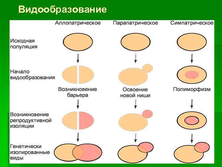 Видообразование это. Механизм видообразования схема. Механизм аллопатрического видообразования схема. Схема аллопатрического и симпатрического видообразования. Способы симпатрического видообразования схема.