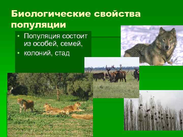 Биологические свойства популяции • Популяция состоит из особей, семей, • колоний, стад 