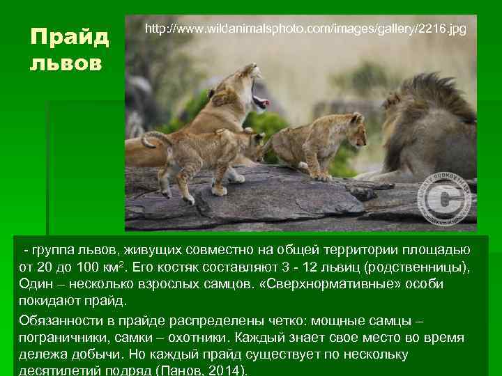 Прайд львов http: //www. wildanimalsphoto. com/images/gallery/2216. jpg - группа львов, живущих совместно на общей